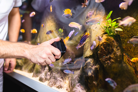 Aquarium Maintenance, Fish Tank Maintenance