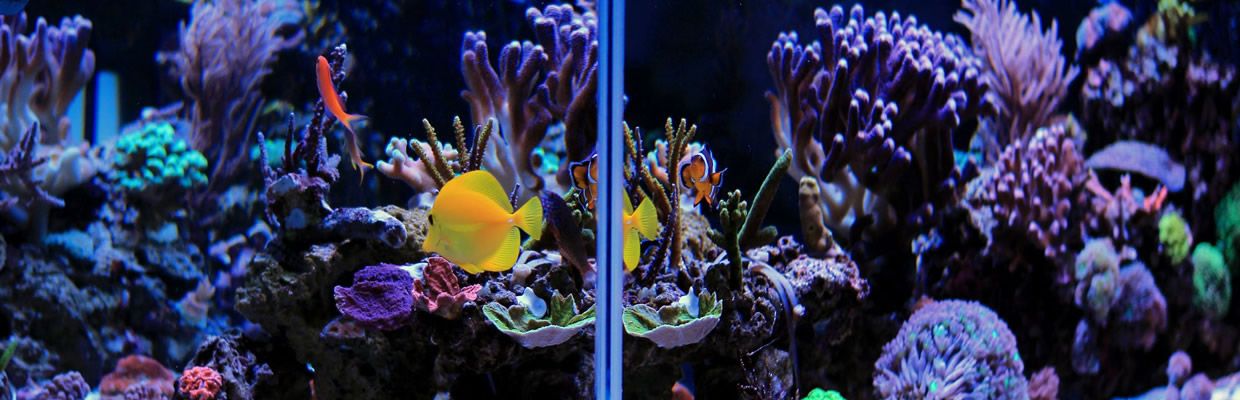 saltwater-reef-aquarium-rotator-short