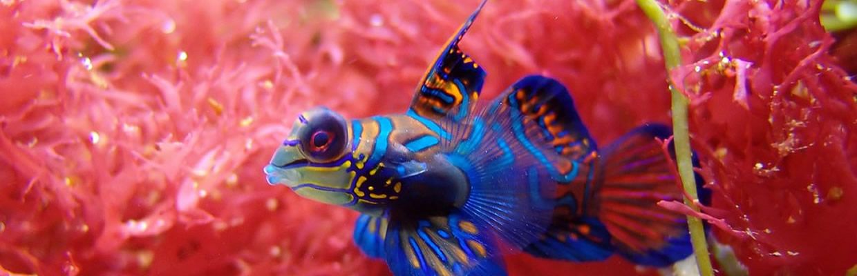 mandarin-goby-rotator-short